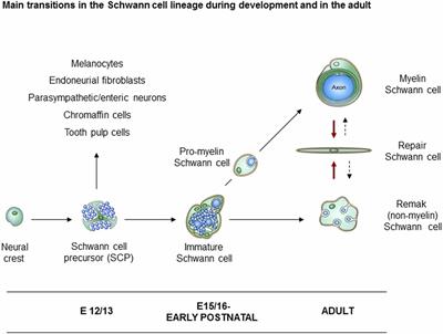 Schwann Cell Precursors; Multipotent Glial Cells in Embryonic Nerves